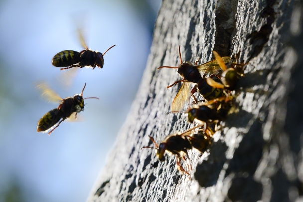 hoornaar (vespa crabo) 10-2024 1025